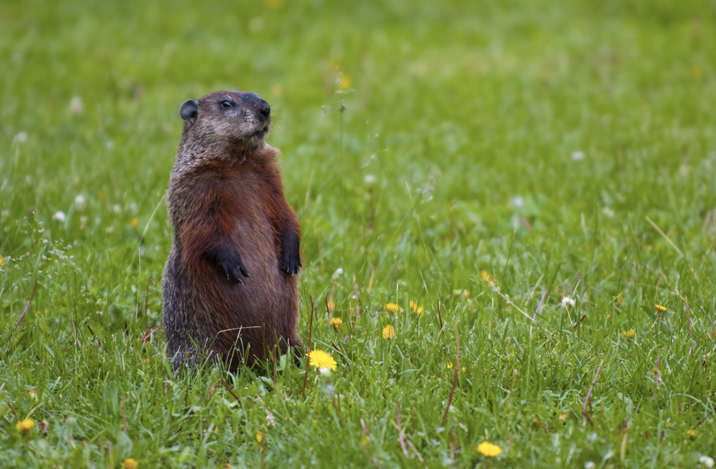Fun Facts about Groundhog’s Day
