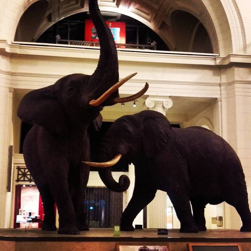 Carl Akeley's taxidermied elephants on display at The Field Museum (Photo by David Fairbanks)