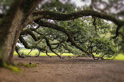 A Colossal Oak Tree